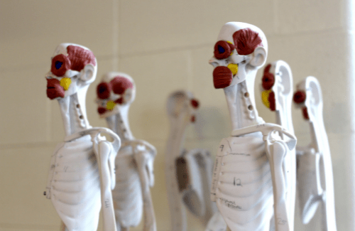 Group of human body figures showing internal organs