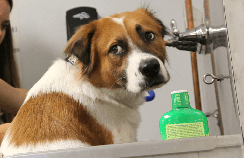Large dog in sink to receive a bath